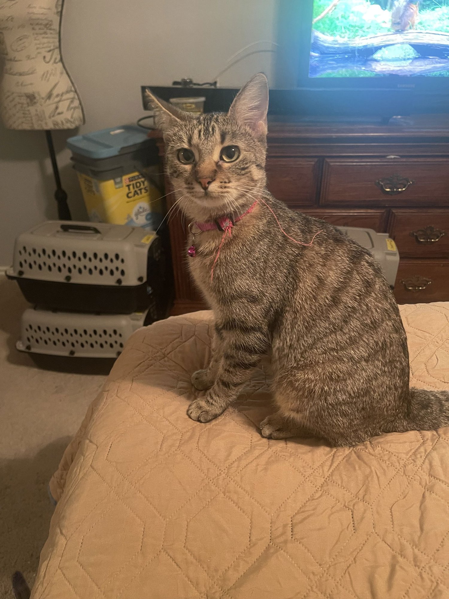 NALA - Domestic Short Hair available for adoption