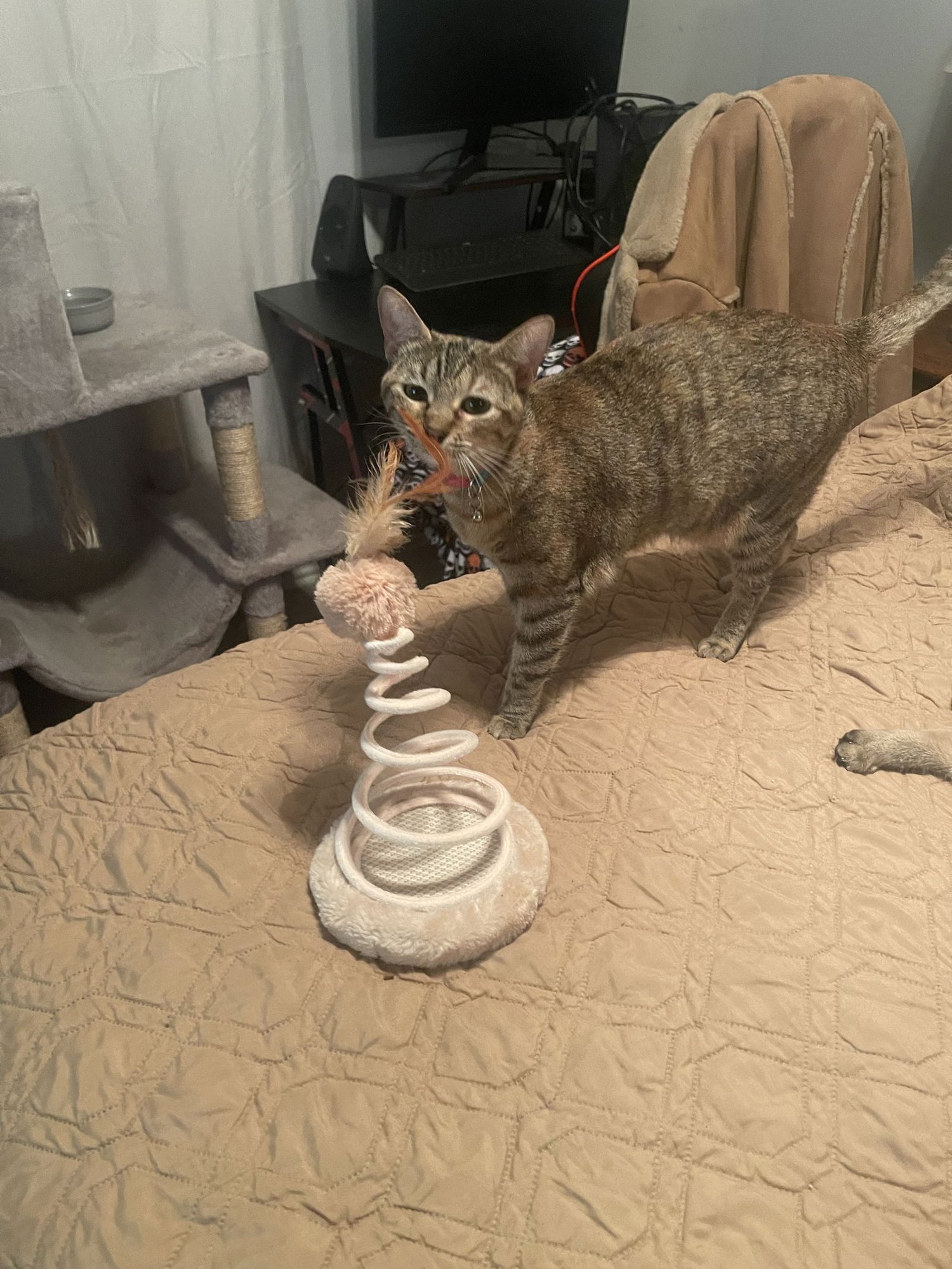 NALA - Domestic Short Hair available for adoption