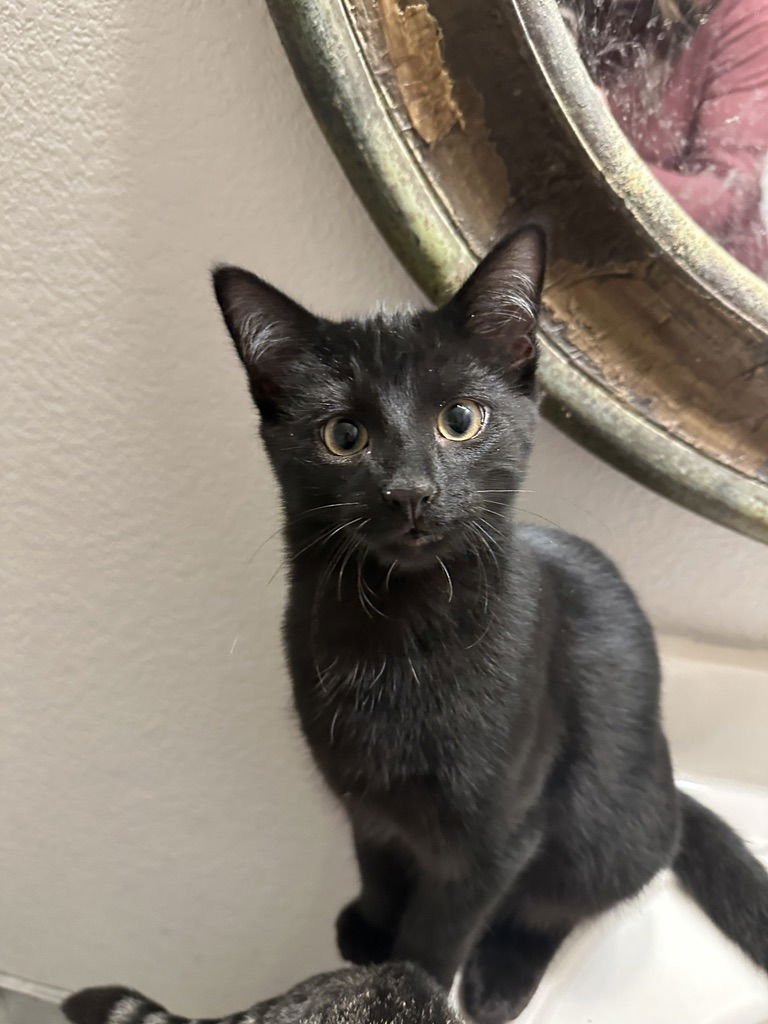 STORMY - Domestic Short Hair available for adoption