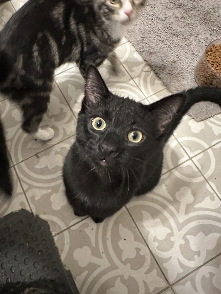 STORMY - Domestic Short Hair available for adoption