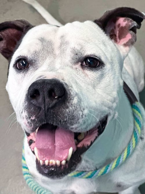 STEELIX - American Pit Bull Terrier available for adoption