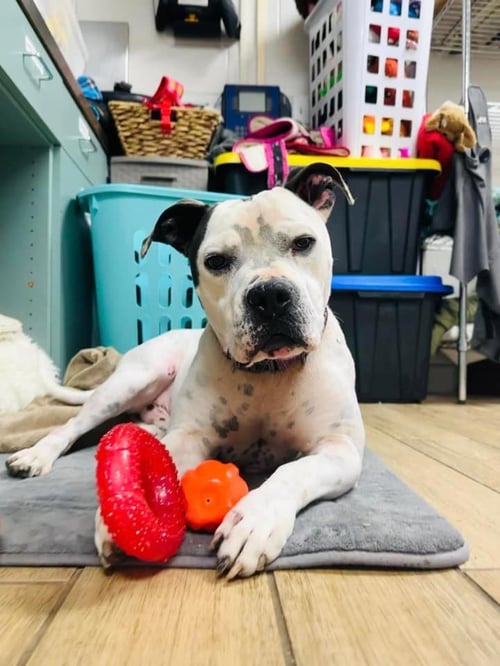 STEELIX - American Pit Bull Terrier available for adoption