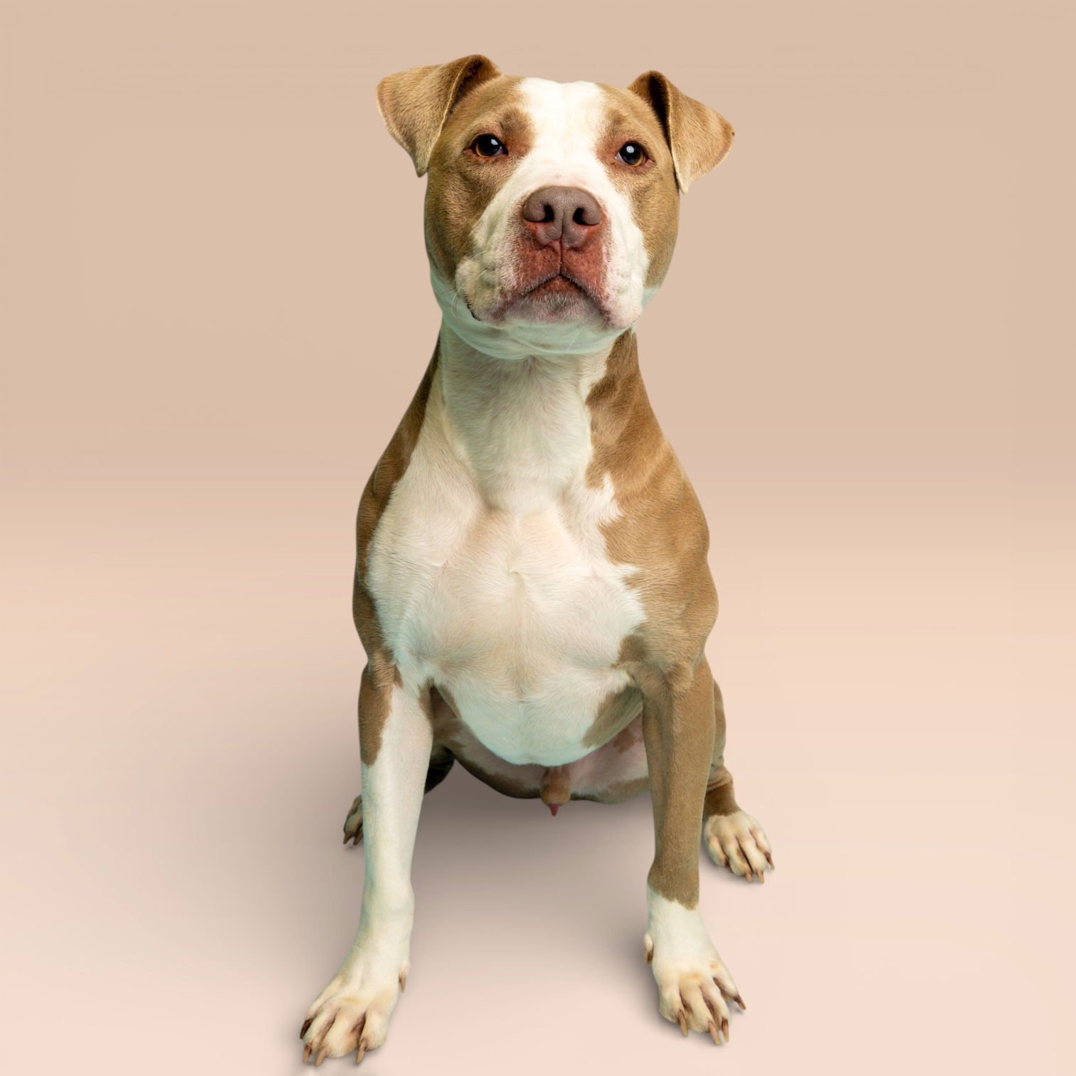 ZEUS - Pit Bull Terrier for adoption in Mesquite