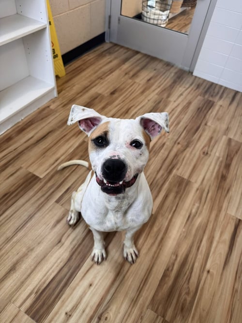 MABEL - Pit Bull Terrier available for adoption
