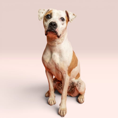MABEL - Pit Bull Terrier available for adoption