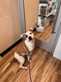 Mabel - Photo 3