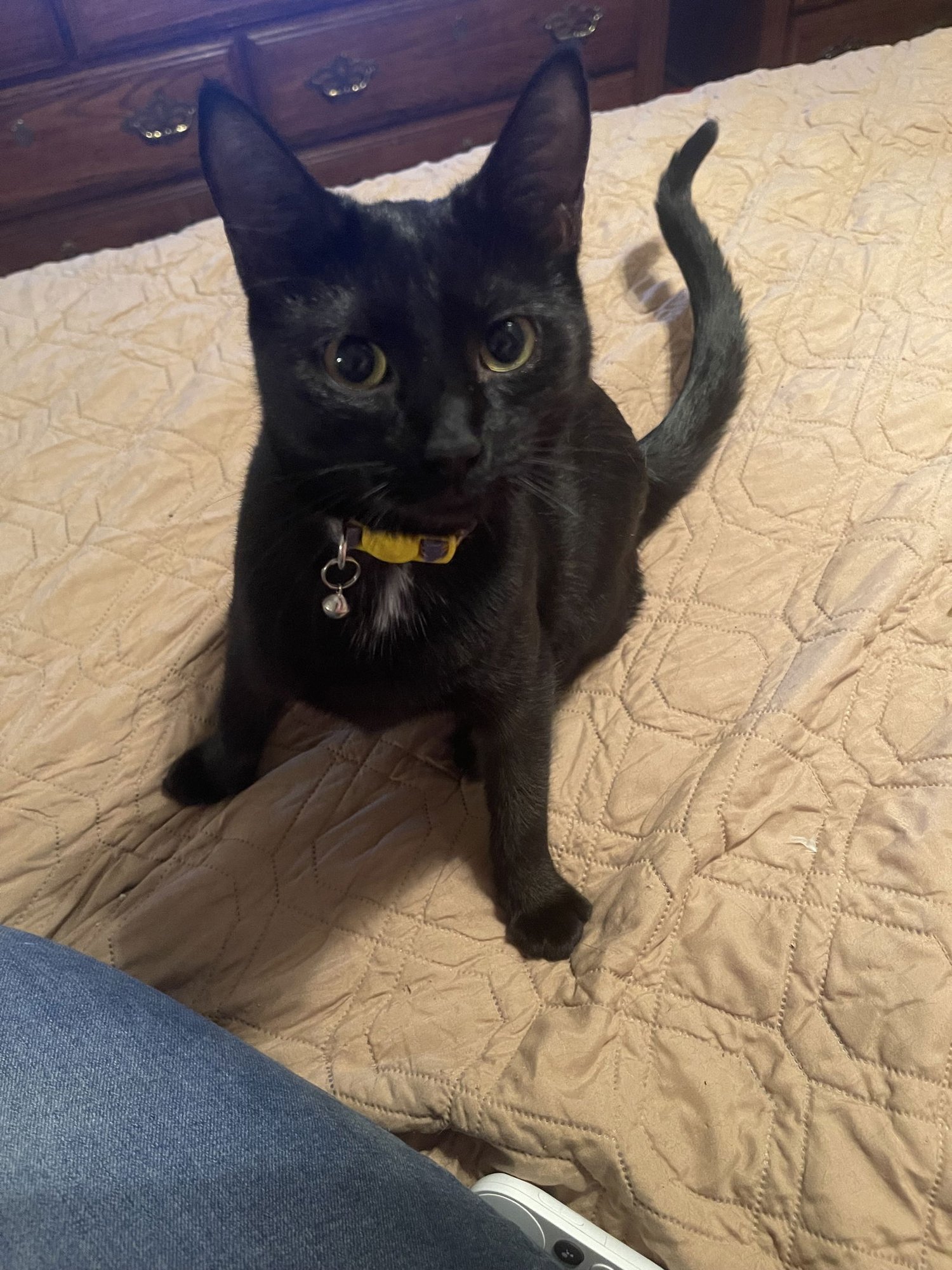 CLEOPATRA - Domestic Short Hair available for adoption