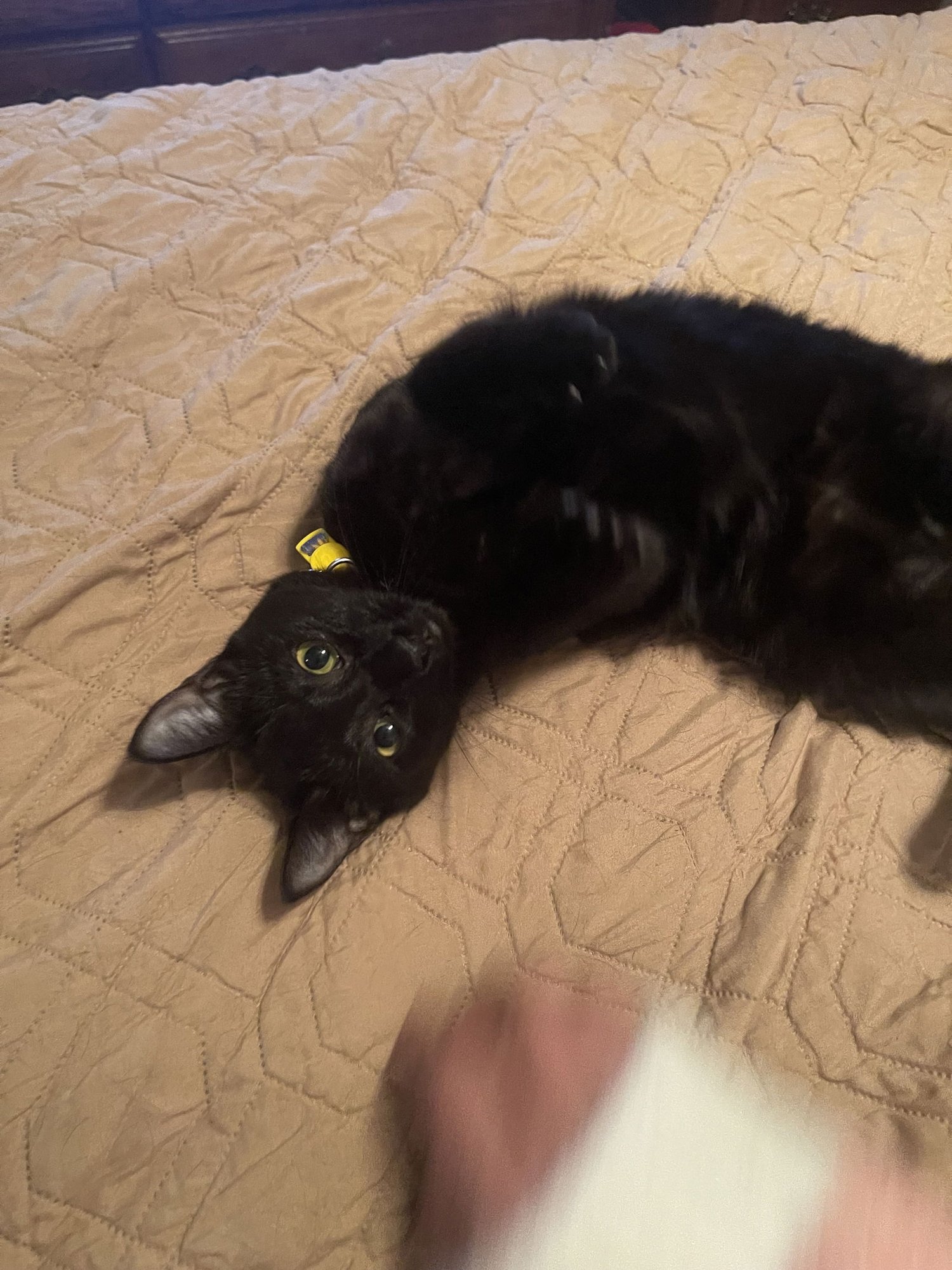 CLEOPATRA - Domestic Short Hair available for adoption