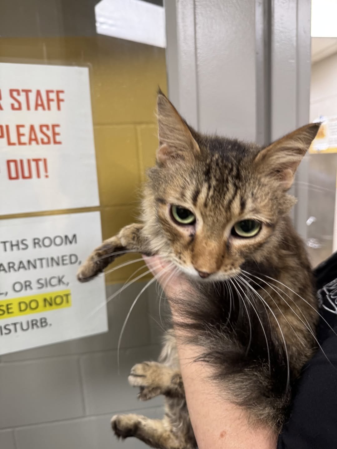 BOB DYLAN - Domestic Medium Hair available for adoption
