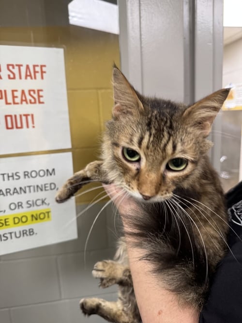 BOB DYLAN - Domestic Medium Hair available for adoption