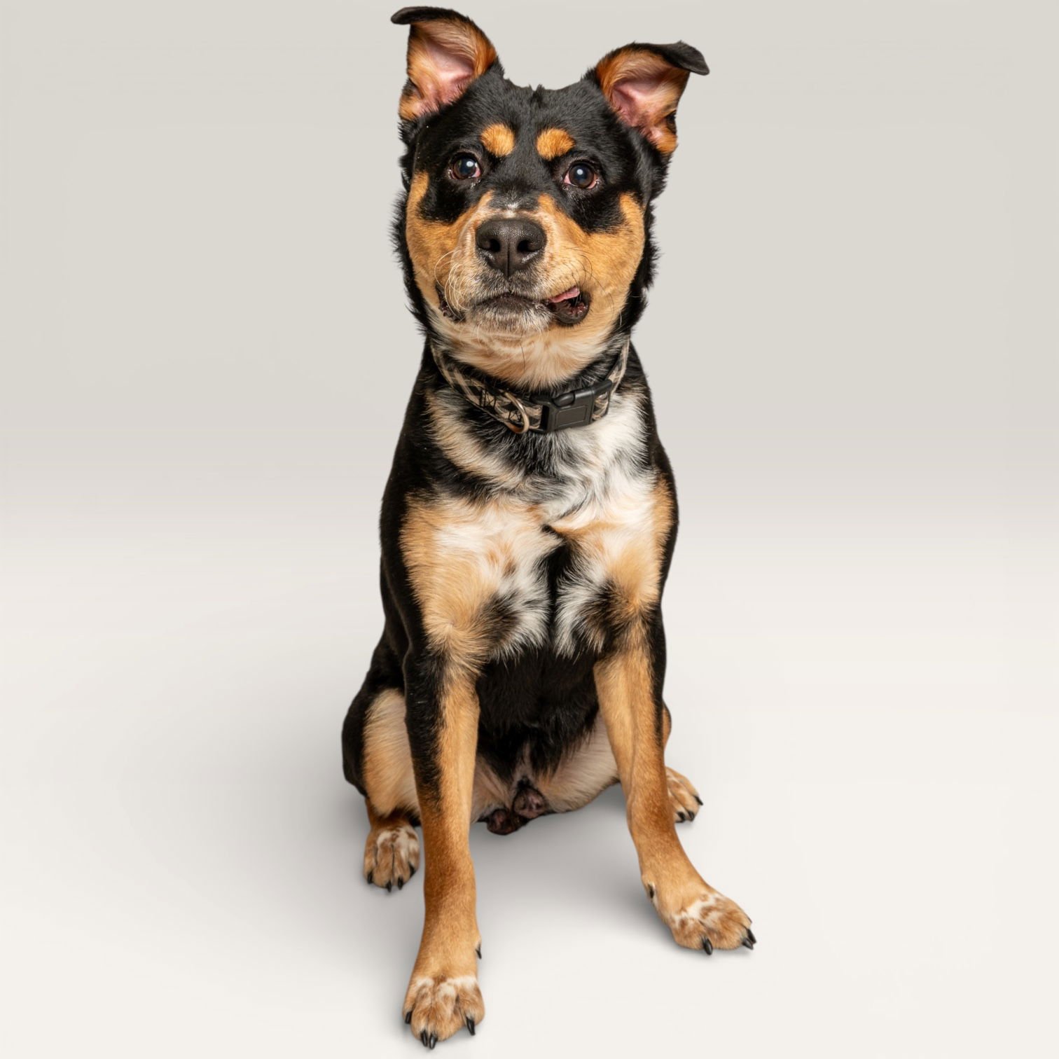 MOCHA - Rottweiler for adoption in Mesquite
