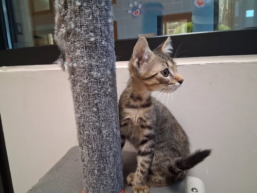 WAFFLE CONE - Domestic Short Hair available for adoption