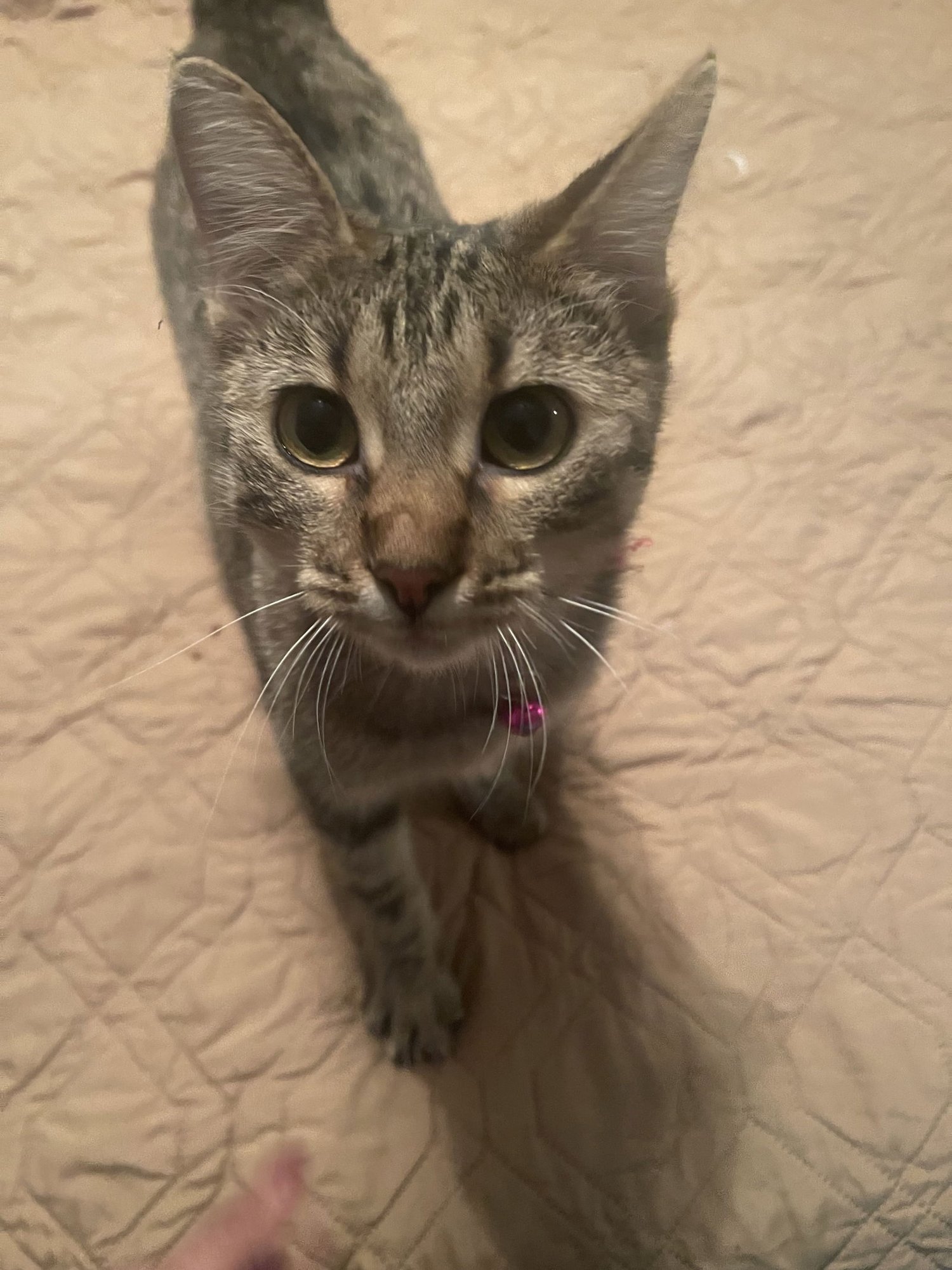 TINKERBELL - Domestic Short Hair available for adoption