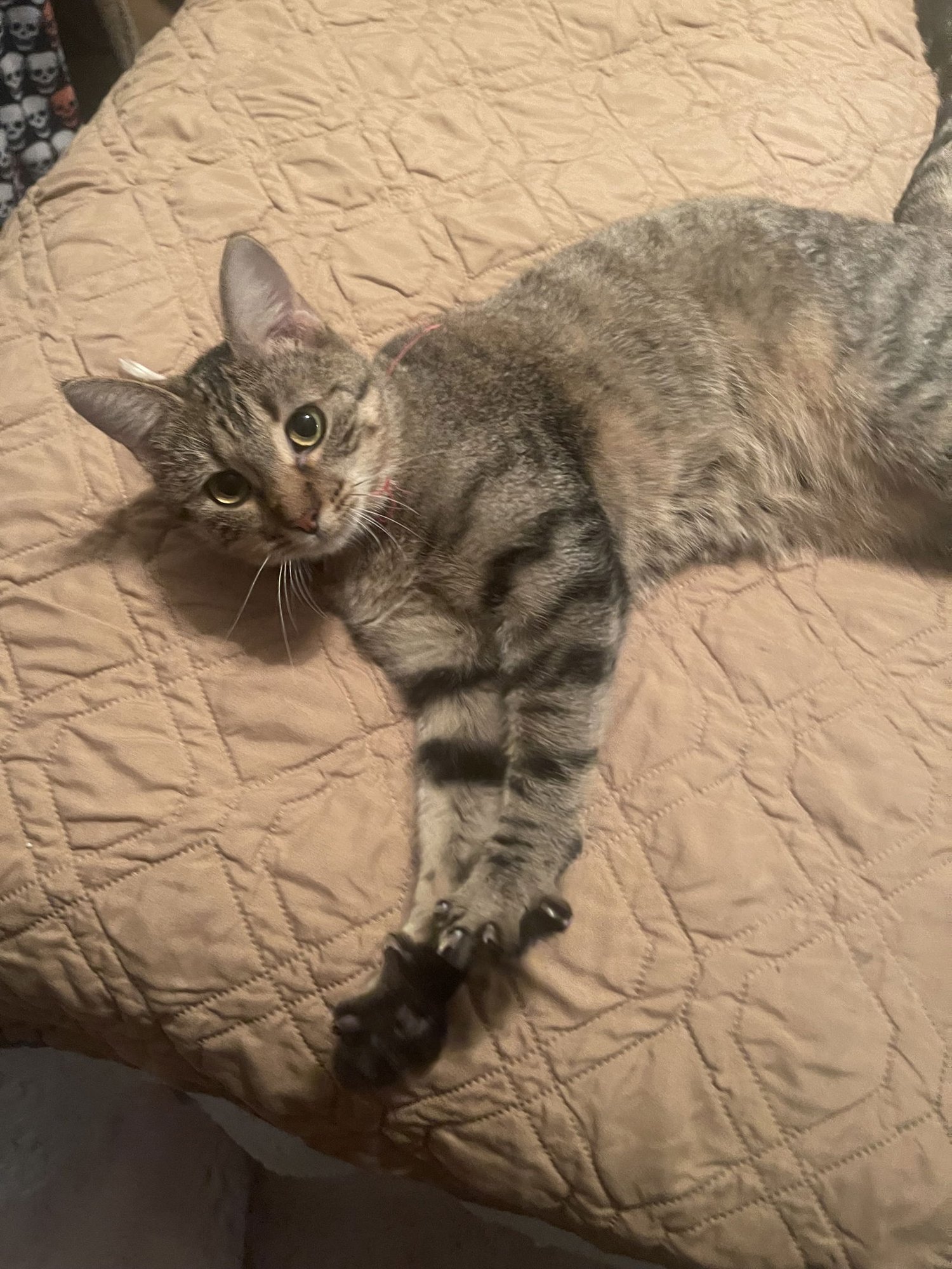 TINKERBELL - Domestic Short Hair available for adoption