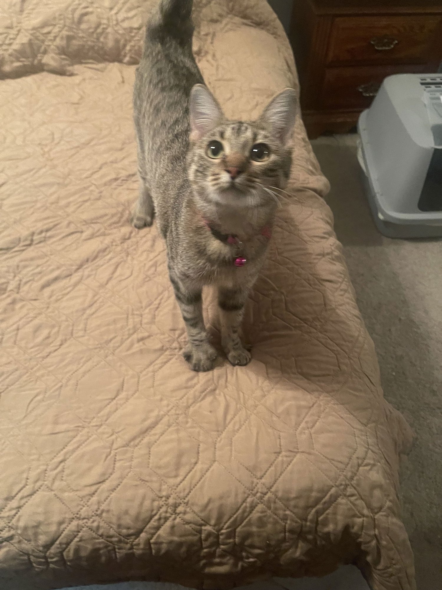 Tinkerbell - Photo 4