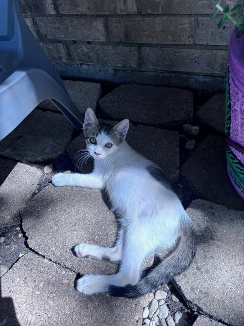 BANANA SPLIT - Domestic Short Hair available for adoption