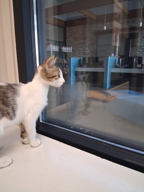 BANANA SPLIT - Domestic Short Hair available for adoption
