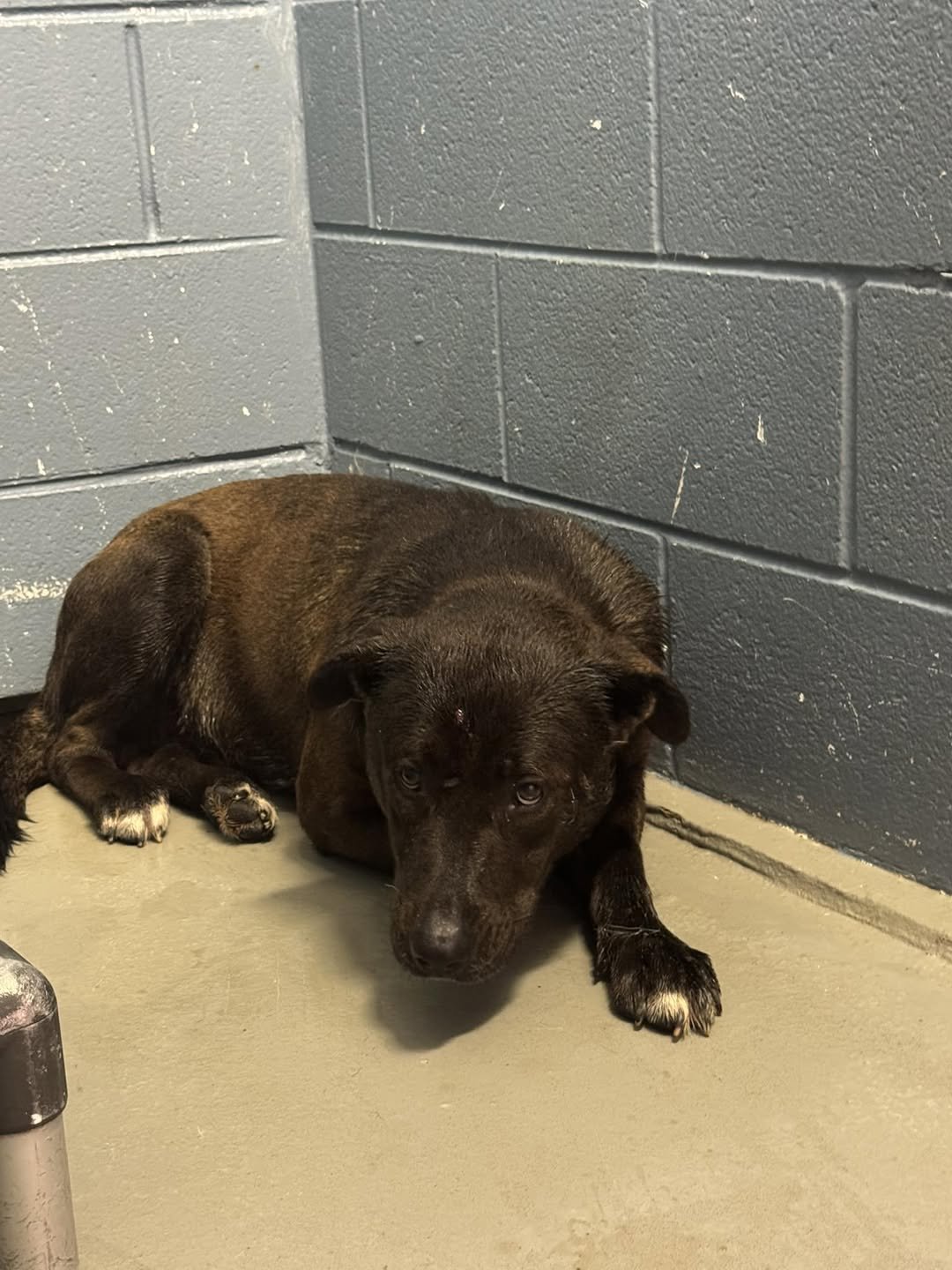 BENNY - Pit Bull Terrier for adoption in Mesquite