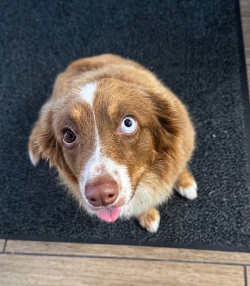 SHAYLA - Border Collie available for adoption