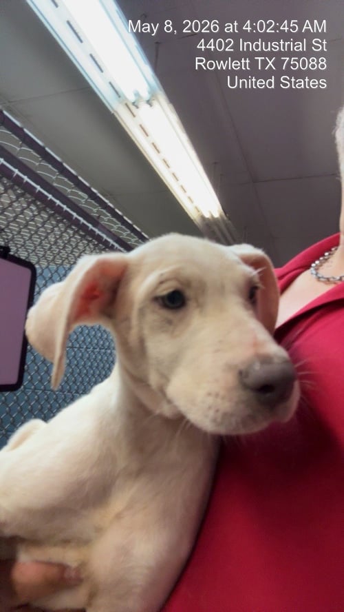 AVA GARDNER - Dogo Argentino / Border Collie available for adoption