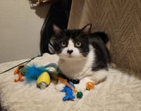 Hercule - Photo 1