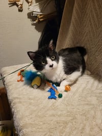 Hercule - Photo 2