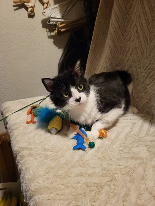 HERCULE - Domestic Short Hair available for adoption