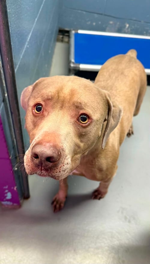 BLUE - Pit Bull Terrier available for adoption