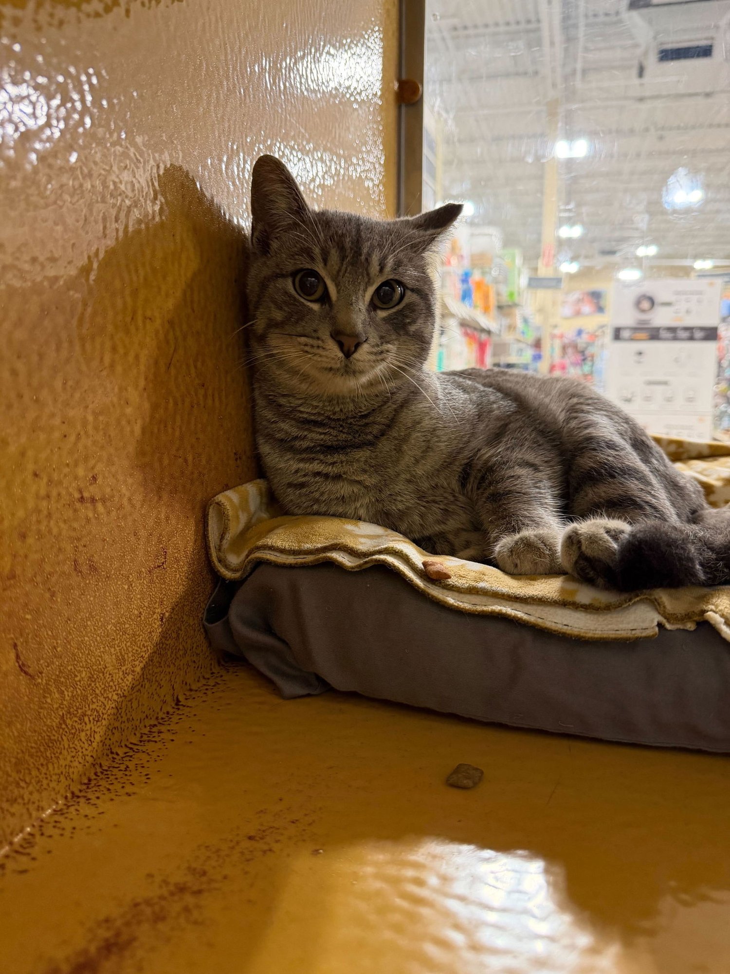 NUGGET - Domestic Short Hair available for adoption