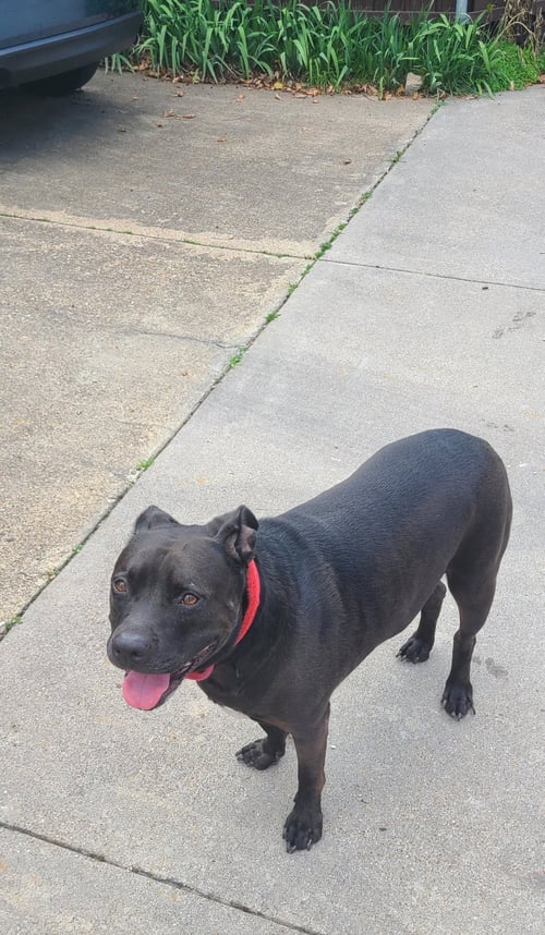 ROCKY - Pit Bull Terrier available for adoption
