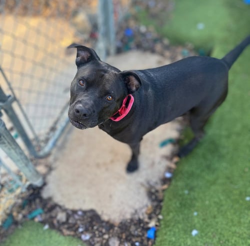 ROCKY - Pit Bull Terrier available for adoption