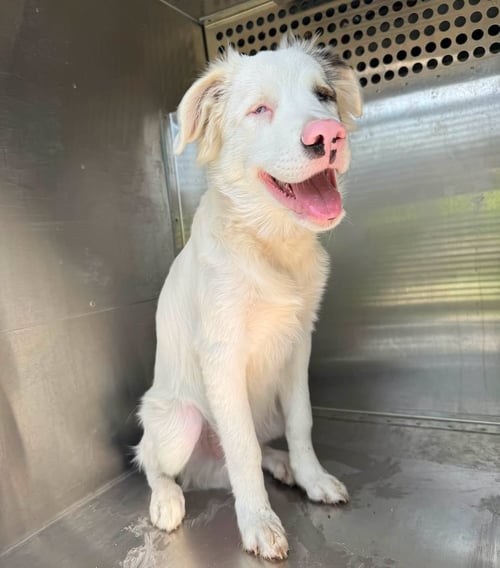 STINGRAY - Australian Shepherd available for adoption