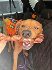Mason - Photo 4