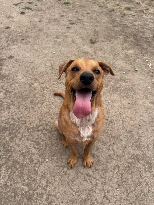 MASON - Shar Pei / Labrador Retriever available for adoption