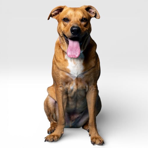 MASON - Shar Pei / Labrador Retriever available for adoption