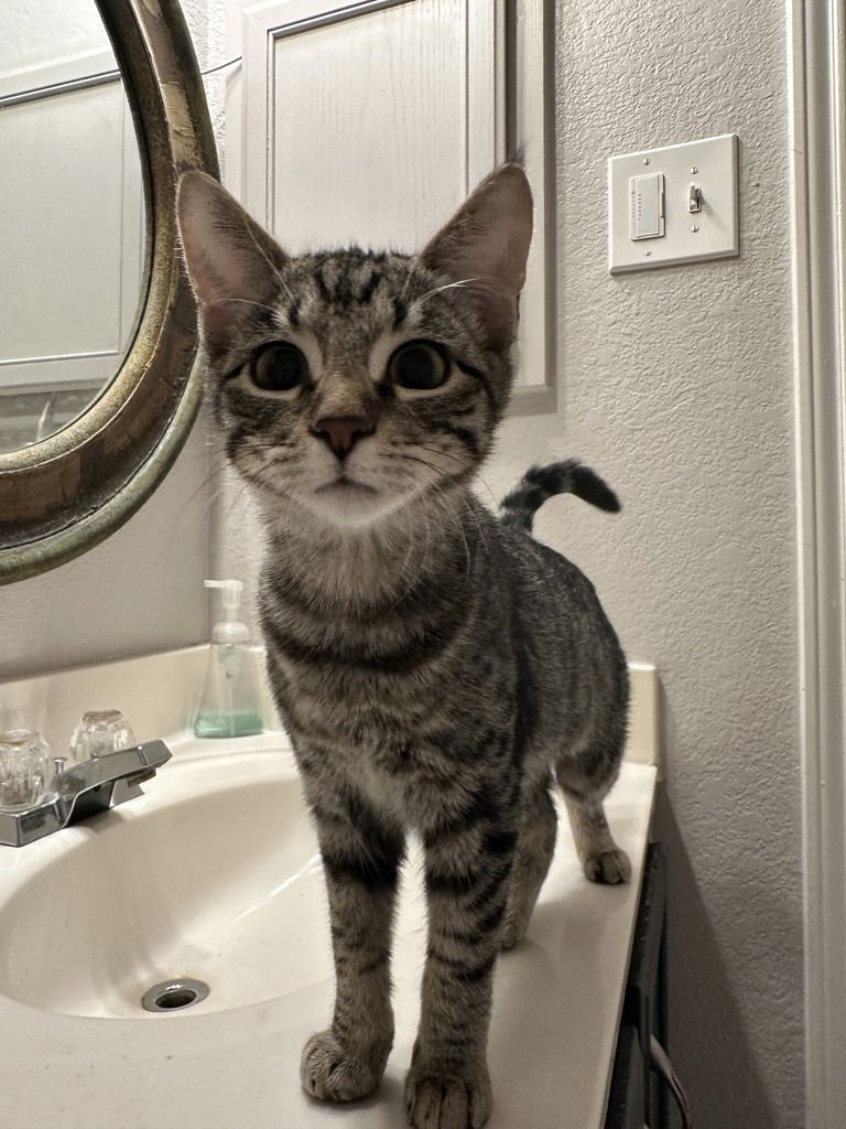 SUNNY - Domestic Short Hair available for adoption