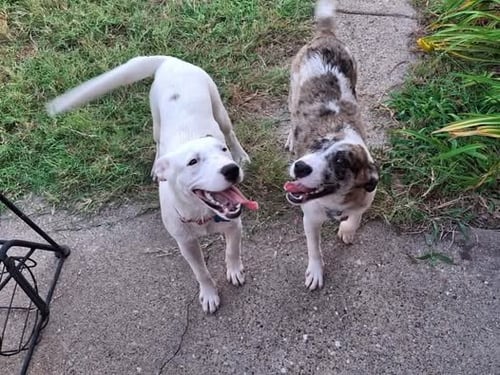 DASH - Labrador Retriever available for adoption