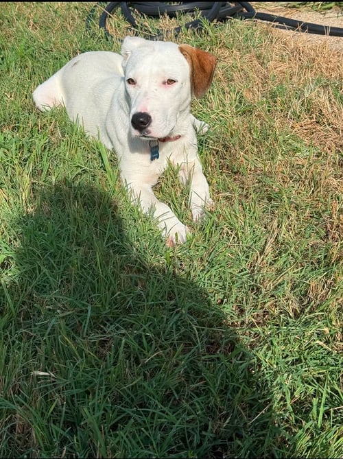 DASH - Labrador Retriever available for adoption