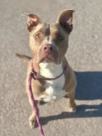 PATSY - Pit Bull Terrier available for adoption