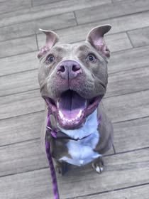 PATSY - Pit Bull Terrier available for adoption
