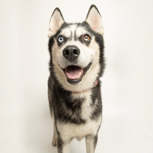 SLOWBRO (RESCUE ONLY) - Husky available for adoption