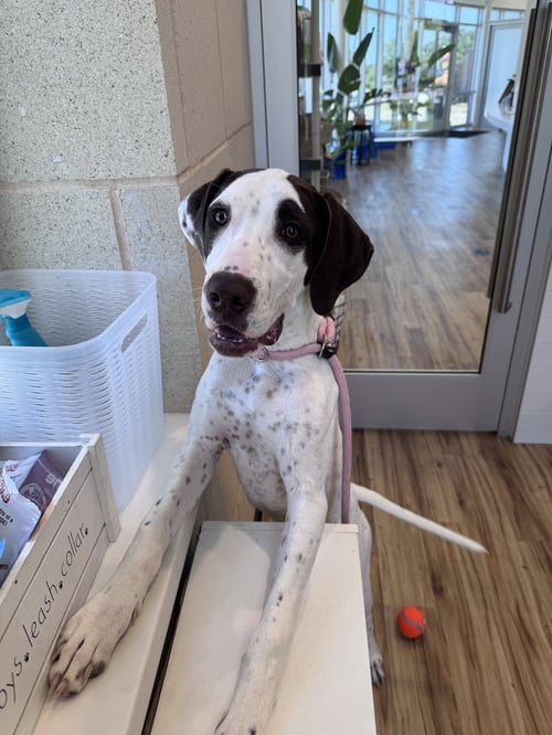 CHATO - English Pointer available for adoption