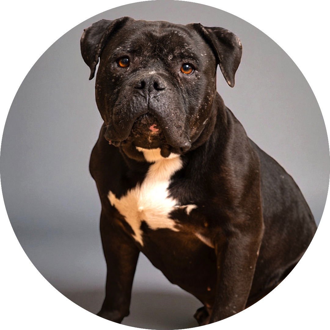 SCOTTY - American Bulldog available for adoption