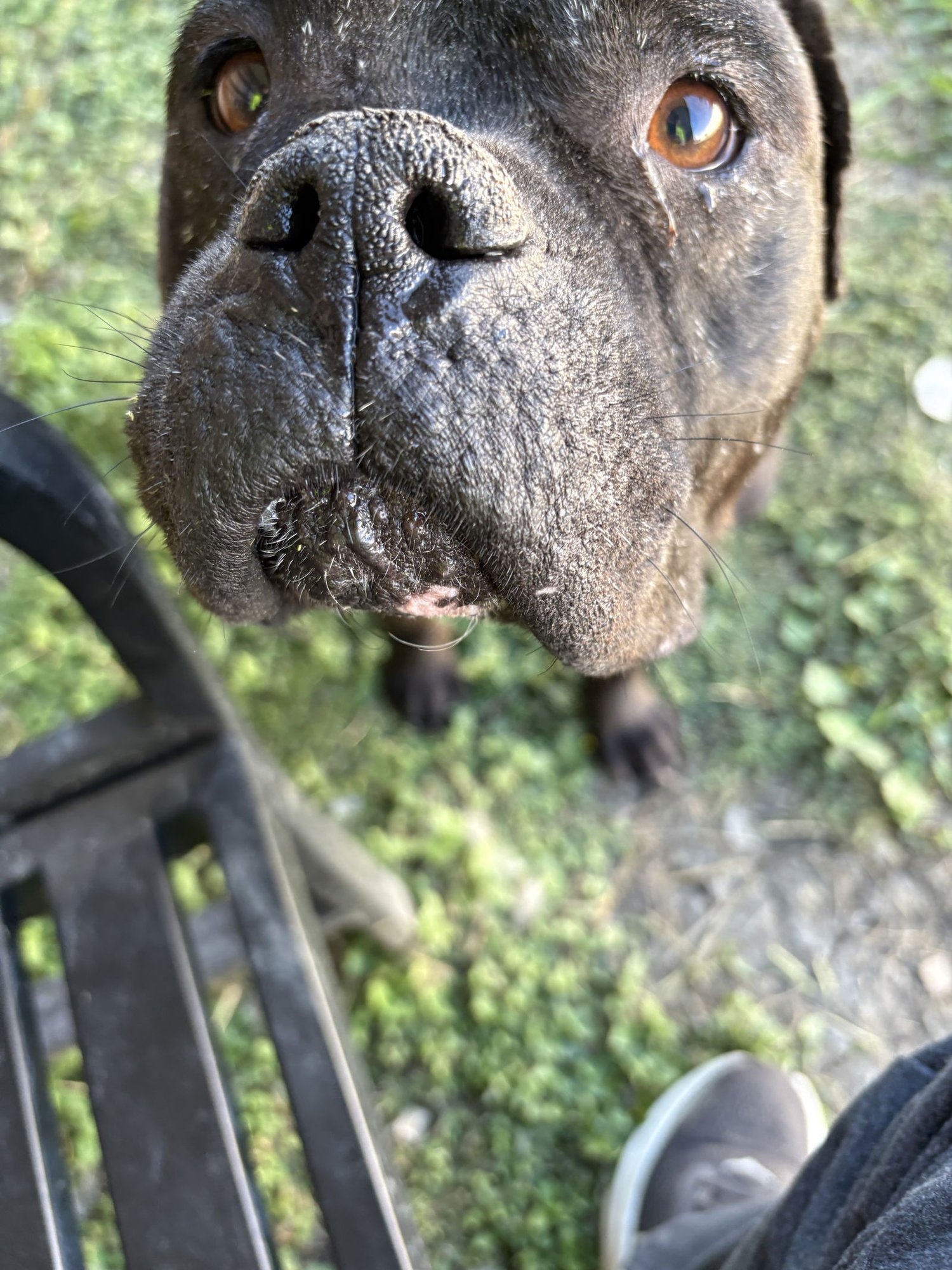 SCOTTY - American Bulldog available for adoption