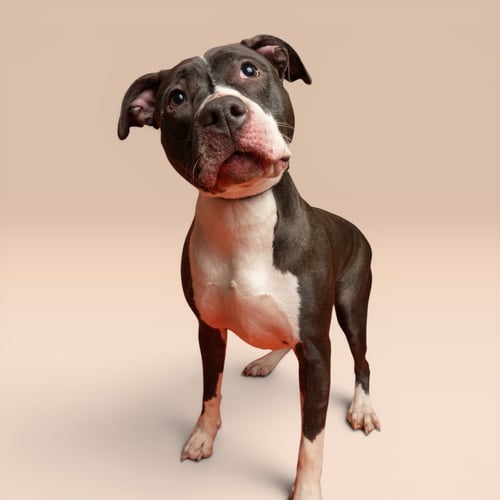 DAISY - American Staffordshire Terrier available for adoption