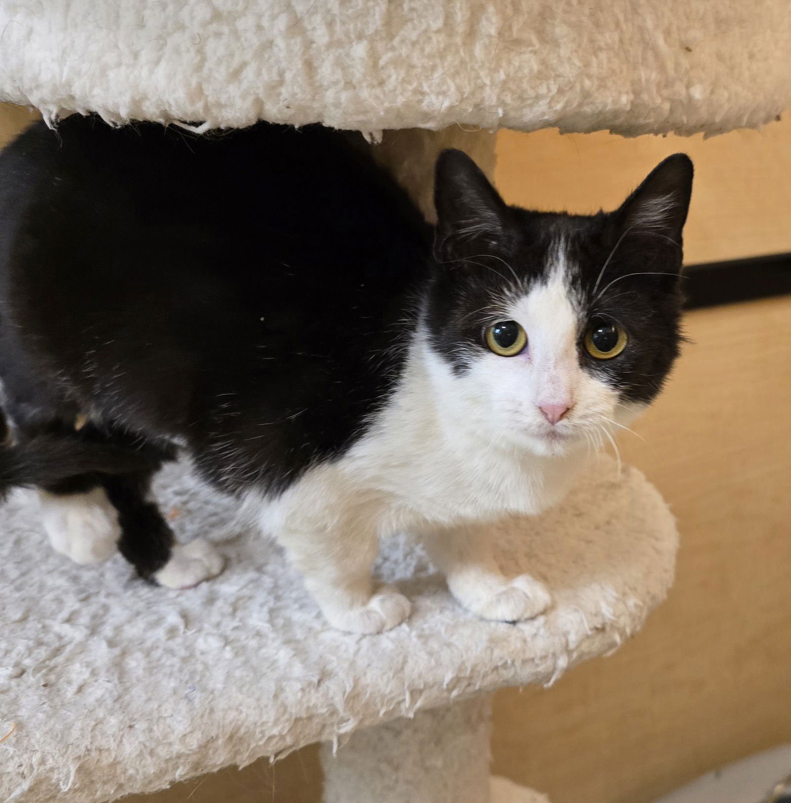 BERNADETTE - Domestic Short Hair available for adoption