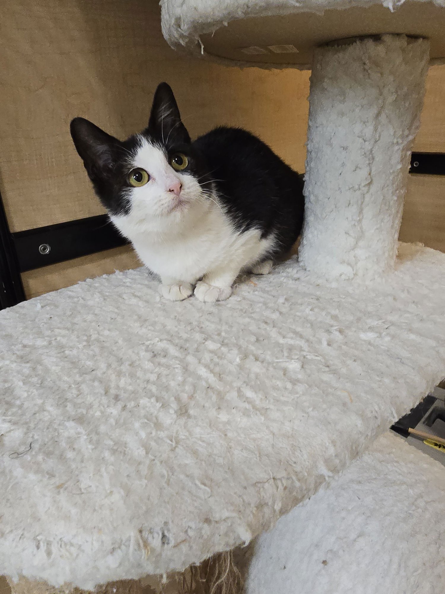 BERNADETTE - Domestic Short Hair available for adoption