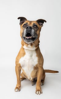Bruce - Photo 1