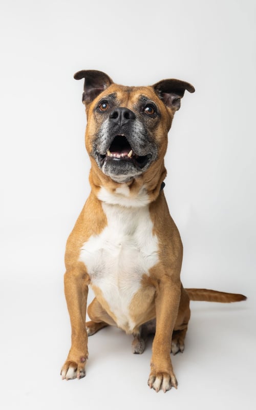 BRUCE - Boxer / Papillon available for adoption
