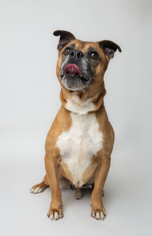 BRUCE - Boxer / Papillon available for adoption
